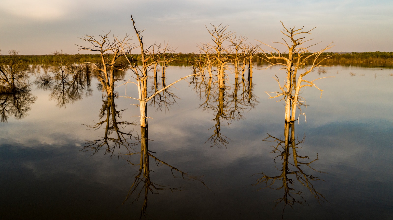 brown leafless tree on water