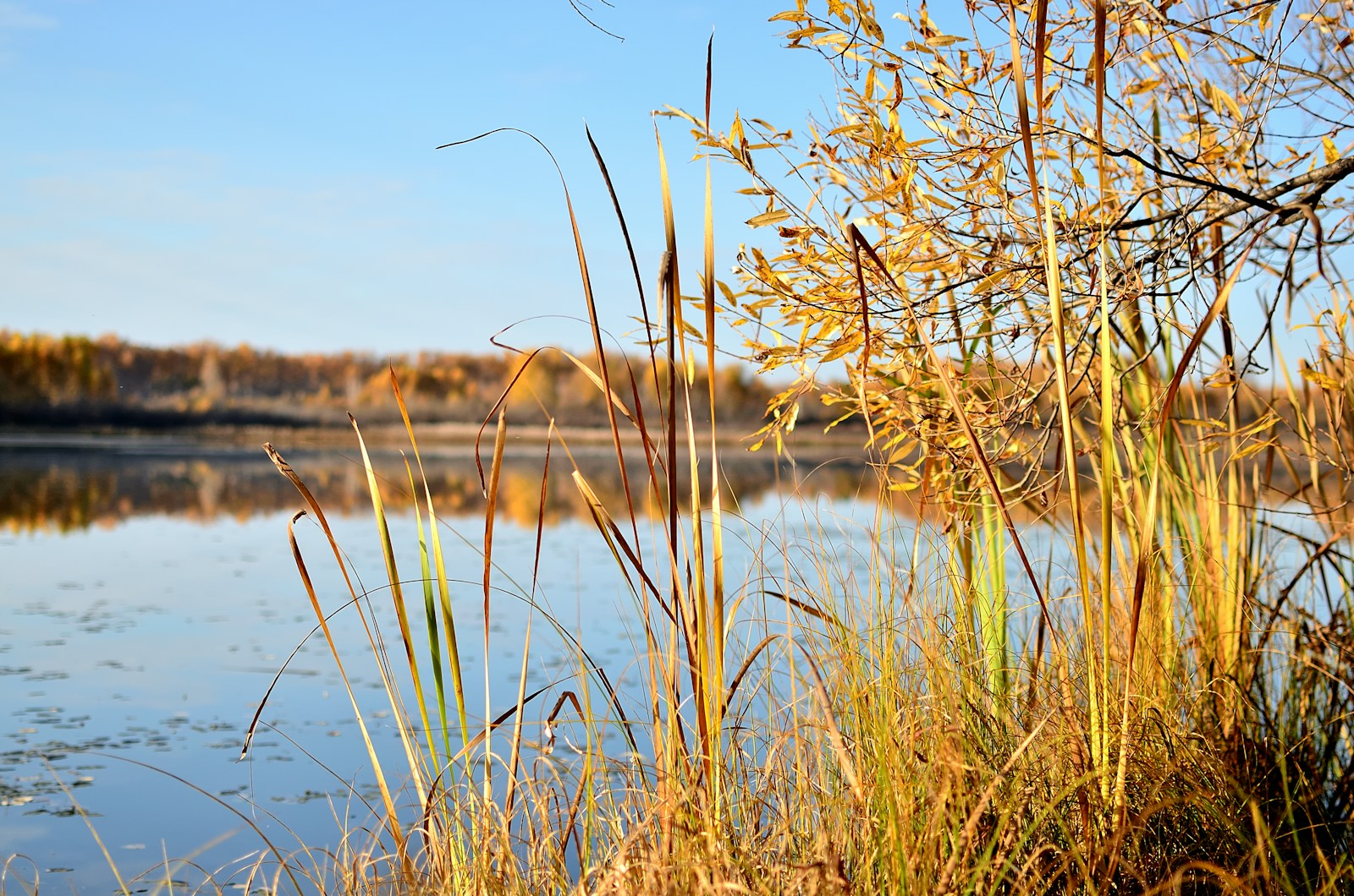 a body of water surrounded by tall grass