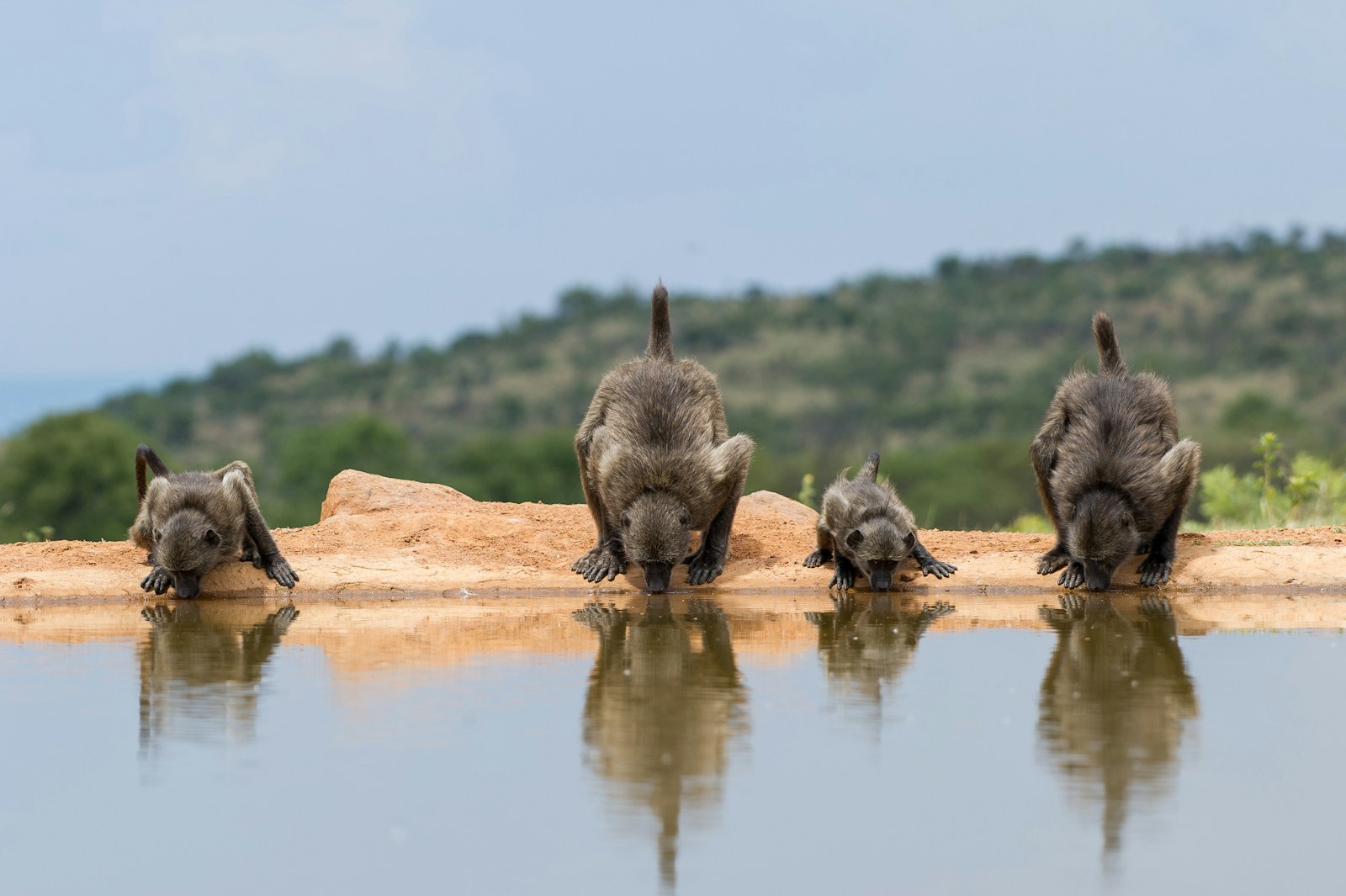 a group of baby animals drinking water from a pond