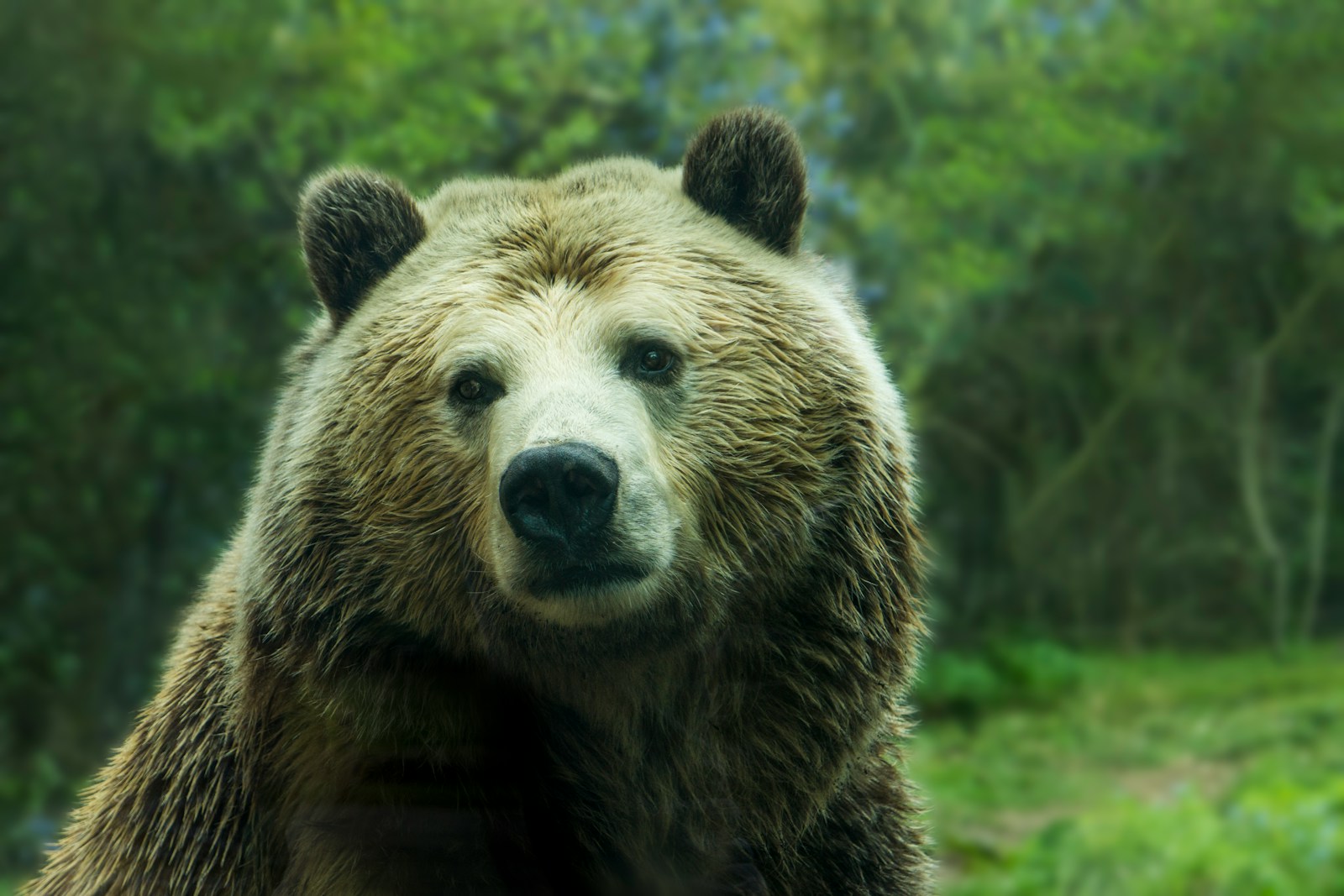 brown bear near grass field