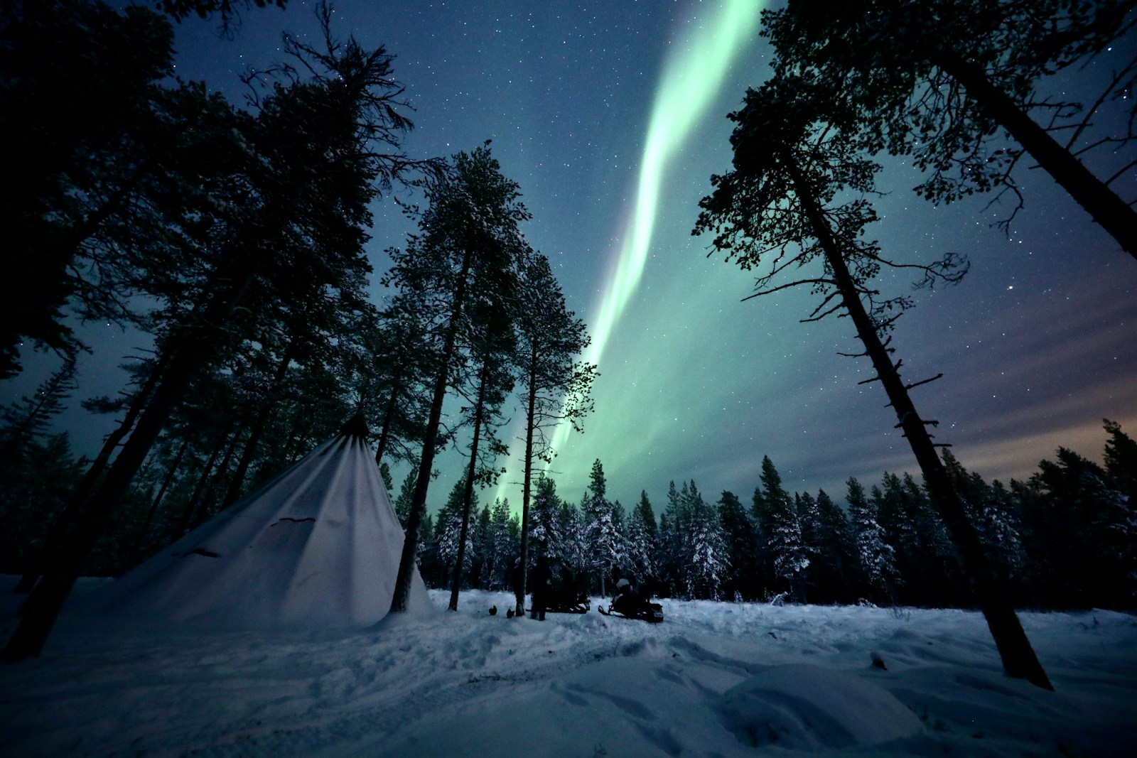 A green aurora bore in the sky above a forest